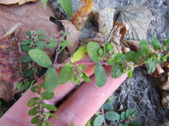 Euphorbia humistrata