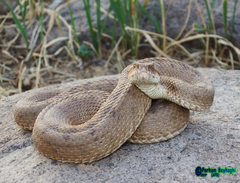 Montivipera latifii