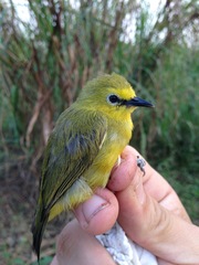 Zosterops stenocricotus