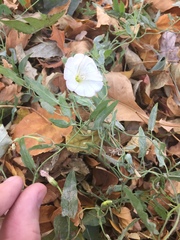 Convolvulus arvensis