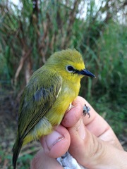 Zosterops stenocricotus