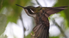 Lampornis viridipallens