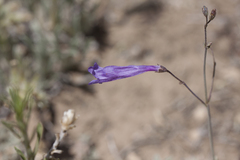 Penstemon scapoides