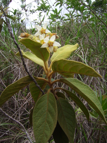 Solanum decorum