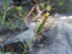 Brickellia parvula