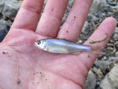 Red Shiner photo 2
