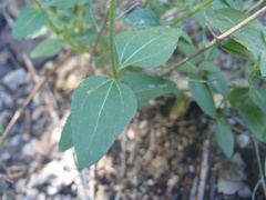 Brickellia parvula