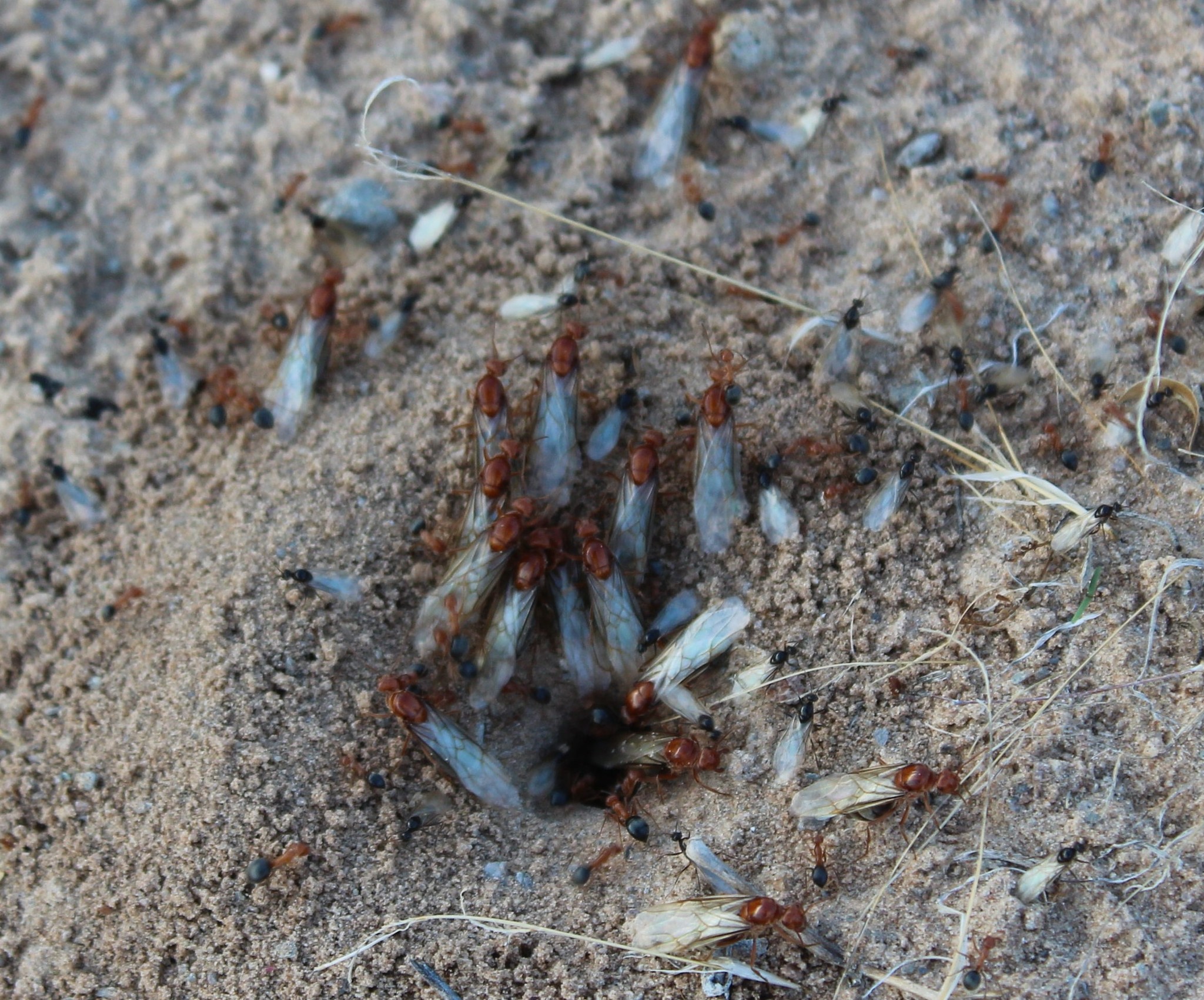 Endiodioctes