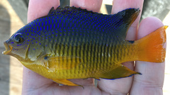 Stegastes xanthurus