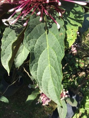Clerodendrum quadriloculare