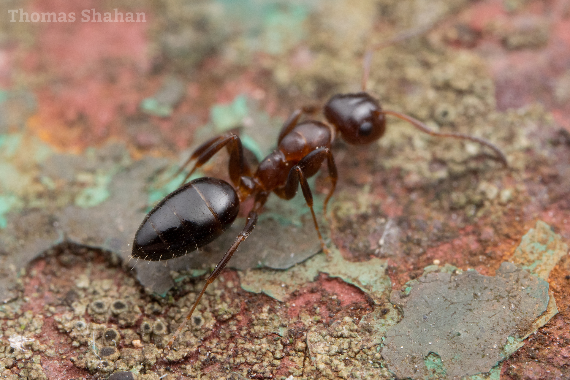 Colobopsis impressa