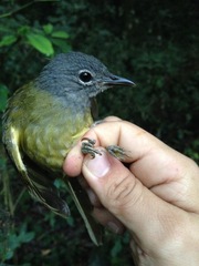 Arizelocichla tephrolaema