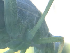 Tettigonioidea