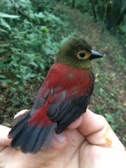 Cryptospiza reichenovii