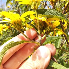 Dendroviguiera eriophora