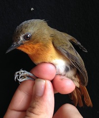 Cossyphicula roberti