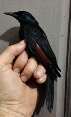 Onychognathus walleri