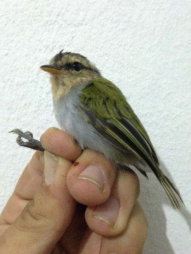 Black-capped Woodland Warbler (Phylloscopus herberti), photo 2