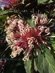 Clerodendrum quadriloculare