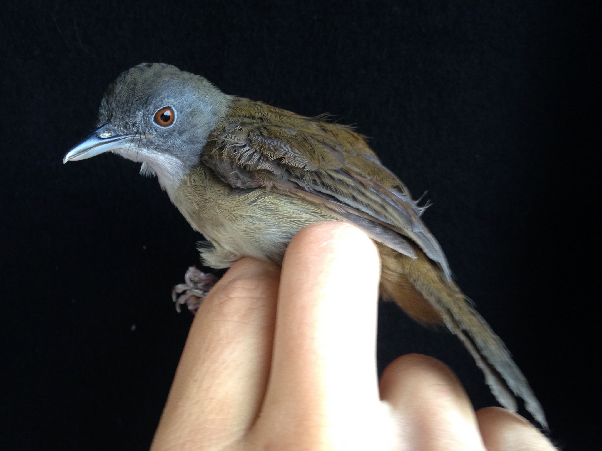 Pale-breasted Illadopsis (Illadopsis rufipennis)