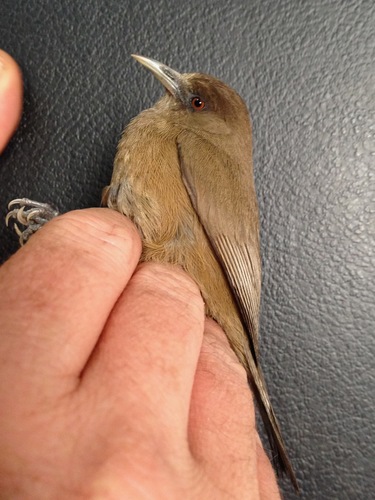 iNaturalist image