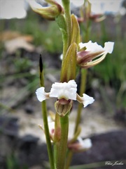 Prasophyllum brevilabre