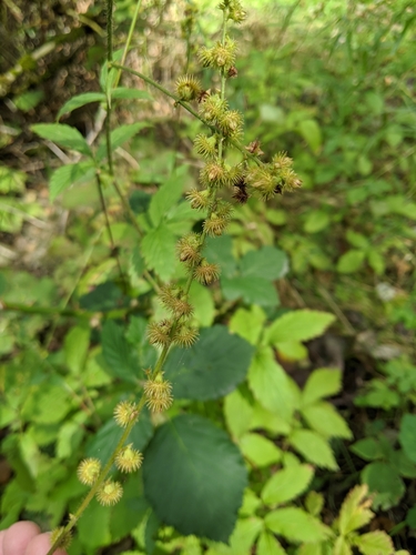 Common agrimony (Agrimonia gryposepala)