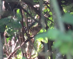 Arremonops rufivirgatus