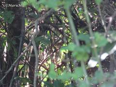 Arremonops rufivirgatus