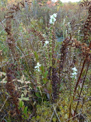Spiranthes arcisepala