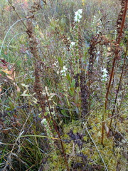 Spiranthes arcisepala