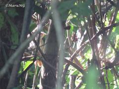 Arremonops rufivirgatus