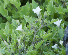 Exodeconus miersii