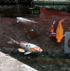 Cyprinus rubrofuscus