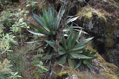 Agave obscura