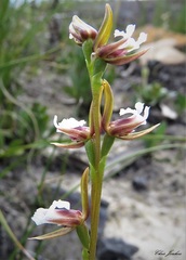 Prasophyllum brevilabre