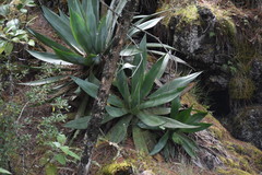 Agave obscura