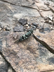 Trimerotropis saxatilis