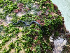Laticauda laticaudata