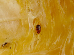 Haptoncus