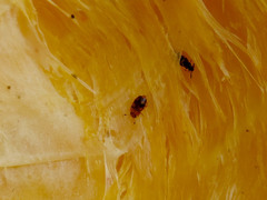 Haptoncus