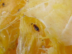Haptoncus