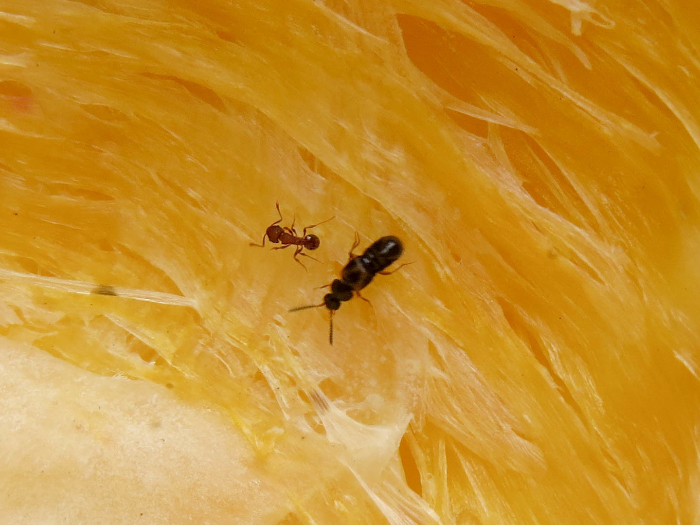 Wasmannia auropunctata