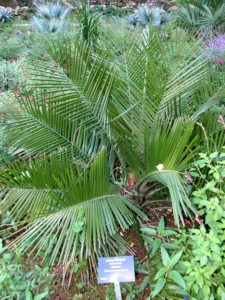 Chilean Wine Palm (LA Urban Forest Program) · iNaturalist