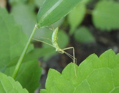 Zelus luridus