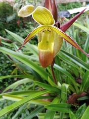Phragmipedium