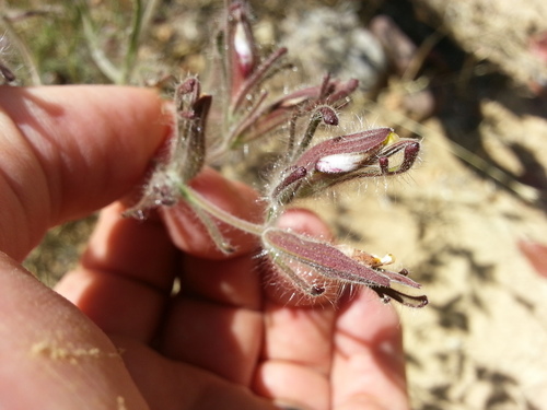 Cordylanthus pilosus ssp. trifidus