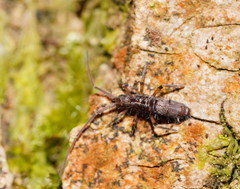 Paronellides