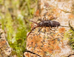 Paronellides