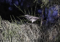 Setophaga nigrescens